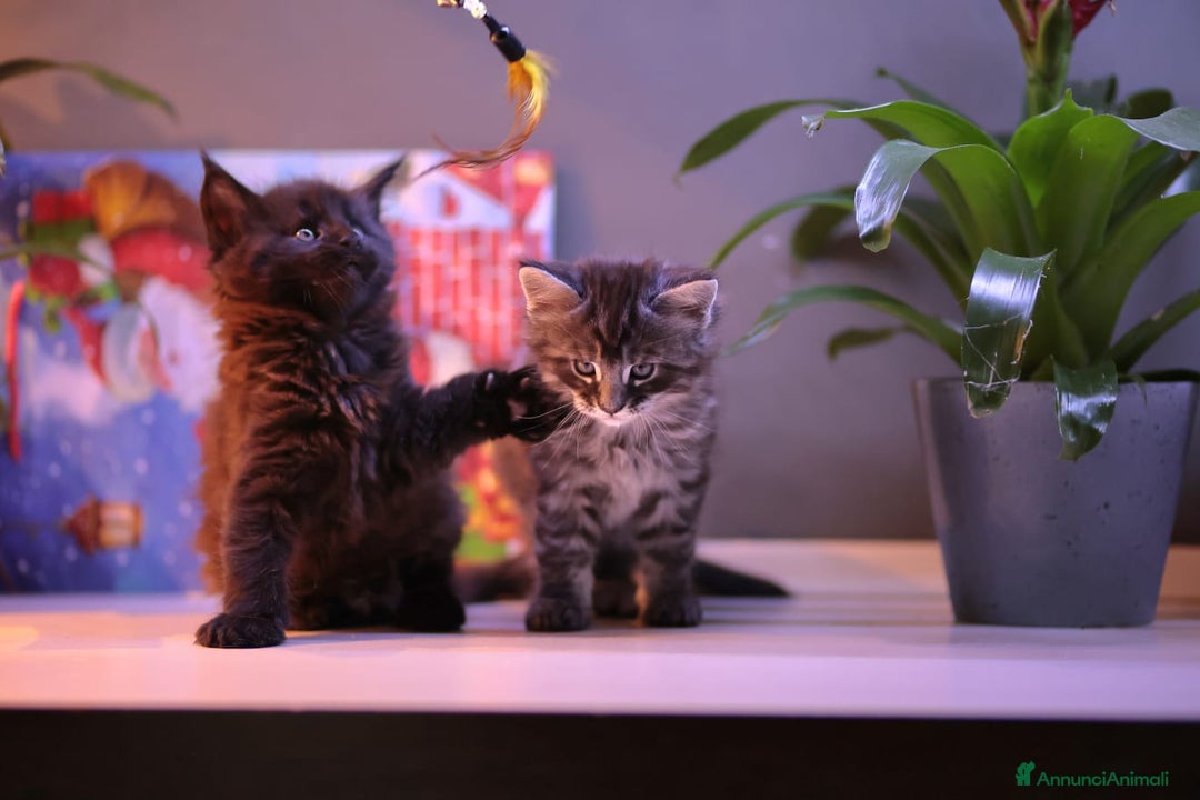 Maine Coon gatti in vendita: Cuccioli  - Annuncio 4