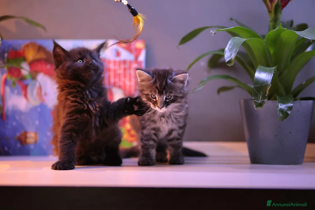 Maine Coon gatti in vendita: Cuccioli  - Annuncio 4