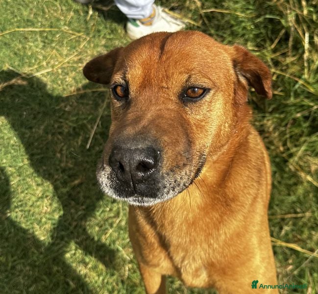 Meticcio cani Frizzante e simpatico Orazio a Provincia di Latina - Annuncio 29