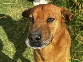 Meticcio cani Frizzante e simpatico Orazio a Provincia di Latina - Annuncio 4