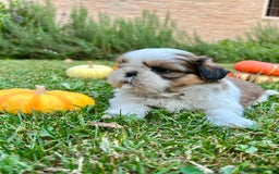 Shih Tzu cani in vendita: Shihtzu con PEDIGREE ENCI a Città metropolitana di Milano - Immagine 3