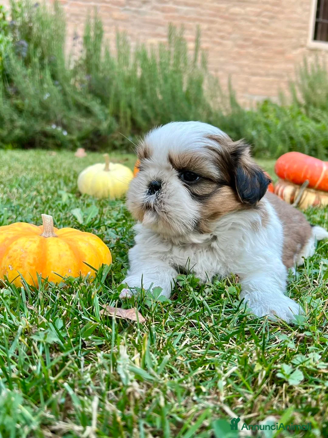 Shih Tzu cani in vendita: Shihtzu con PEDIGREE ENCI a Città metropolitana di Milano - Annuncio 3