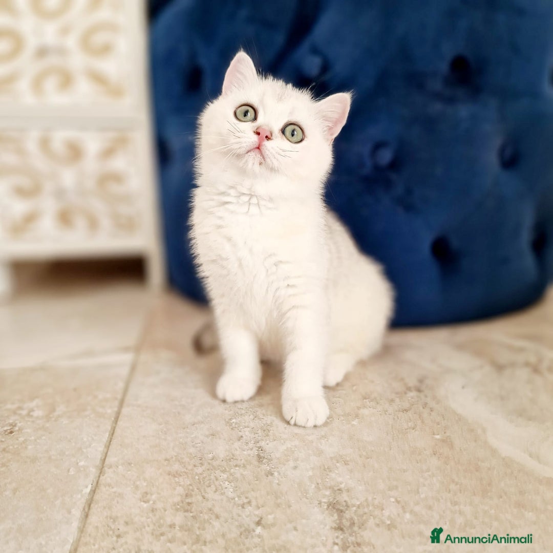 Scottish gatti in vendita: Scottish  - Annuncio 7