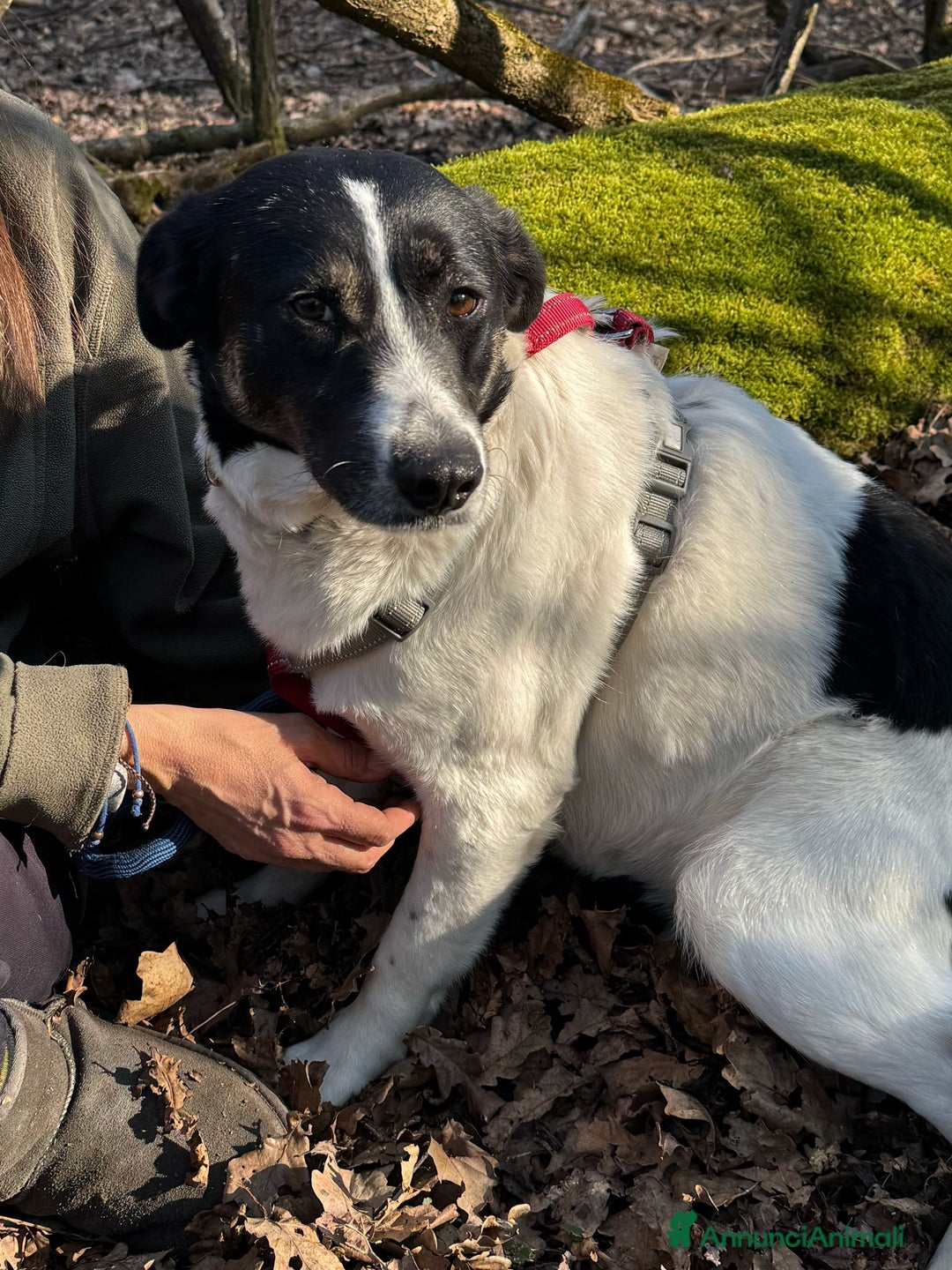 Meticcio cani in regalo: Splendida meticcia - COOKIE a Città metropolitana di Milano - Annuncio 2