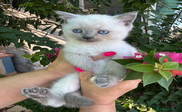 Scottish gatti - Annuncio 16