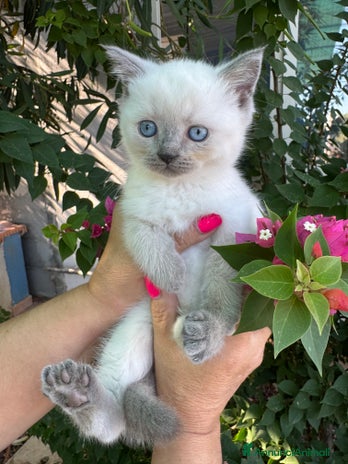 Scottish gatti - Annuncio 11