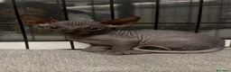 Sphynx gatti in vendita: Cuccioli di canadian sphynz a Città metropolitana di Milano - Annuncio 4