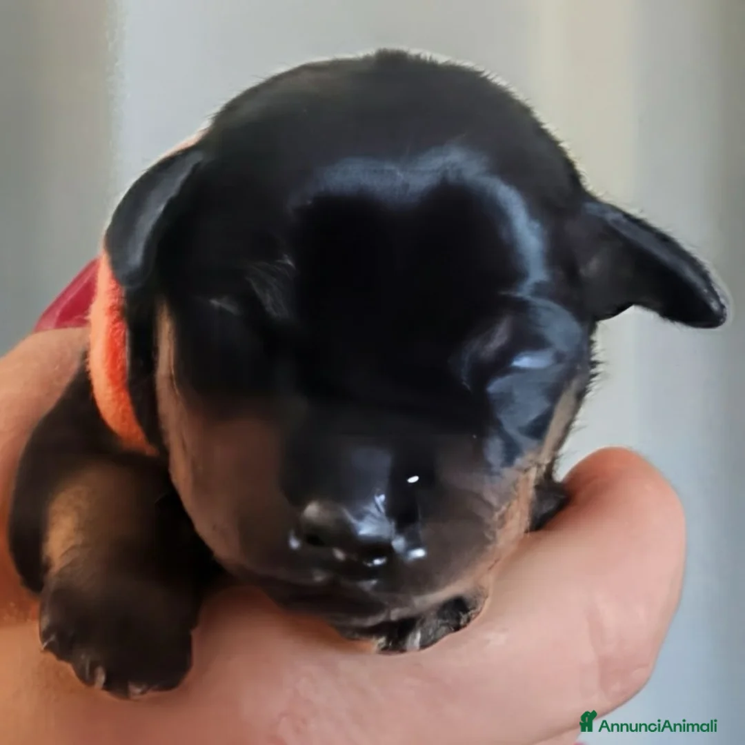 Pinscher Miniatura cani in vendita: Zwergpinscher con pedigree enci - Annuncio 2