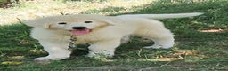 Pastore Maremmano cani in vendita: cuccioli di pastore Abruzzese  - Annuncio 21