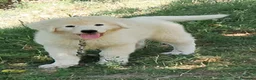 Pastore Maremmano cani in vendita: cuccioli di pastore Abruzzese  - Annuncio 21
