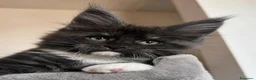 Maine Coon gatti in vendita: Maine Coon  a Provincia di Pavia - Annuncio 5