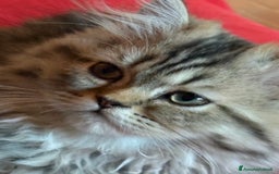 Persiano gatti in vendita: Maschietto persiano golden a Provincia di Novara - Immagine 2