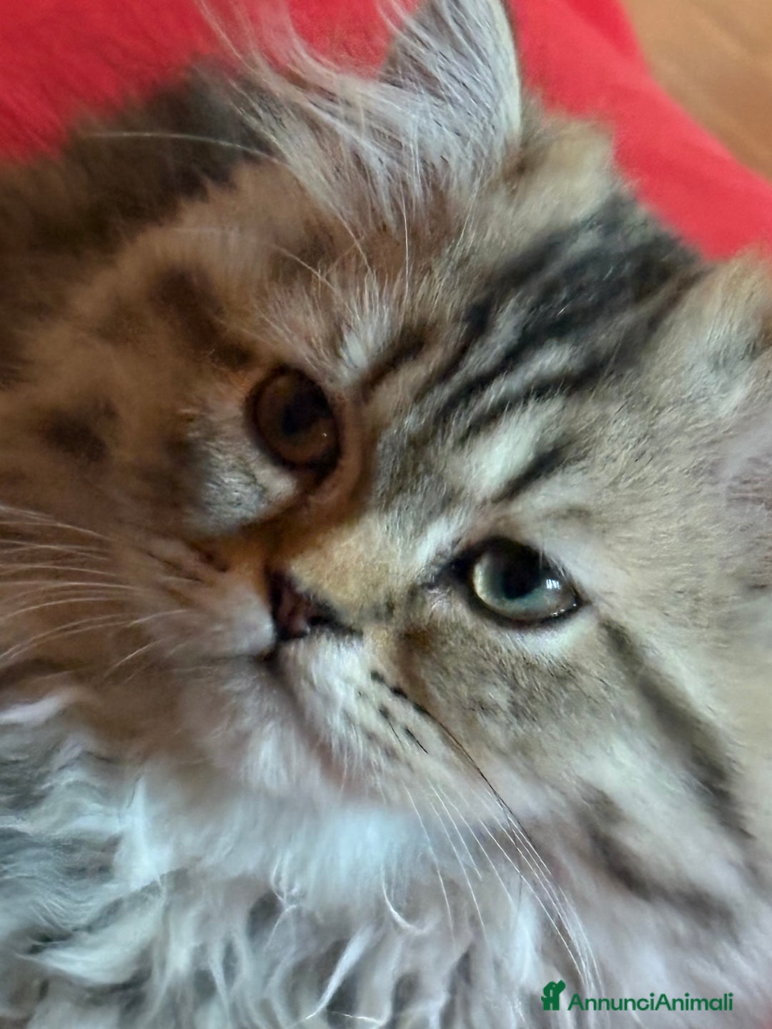 Persiano gatti in vendita: Maschietto persiano golden a Provincia di Novara - Immagine 2
