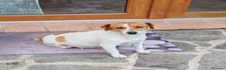 Jack Russell cani in vendita: Jack Russel Terrier  a Provincia di Brescia - Annuncio 8