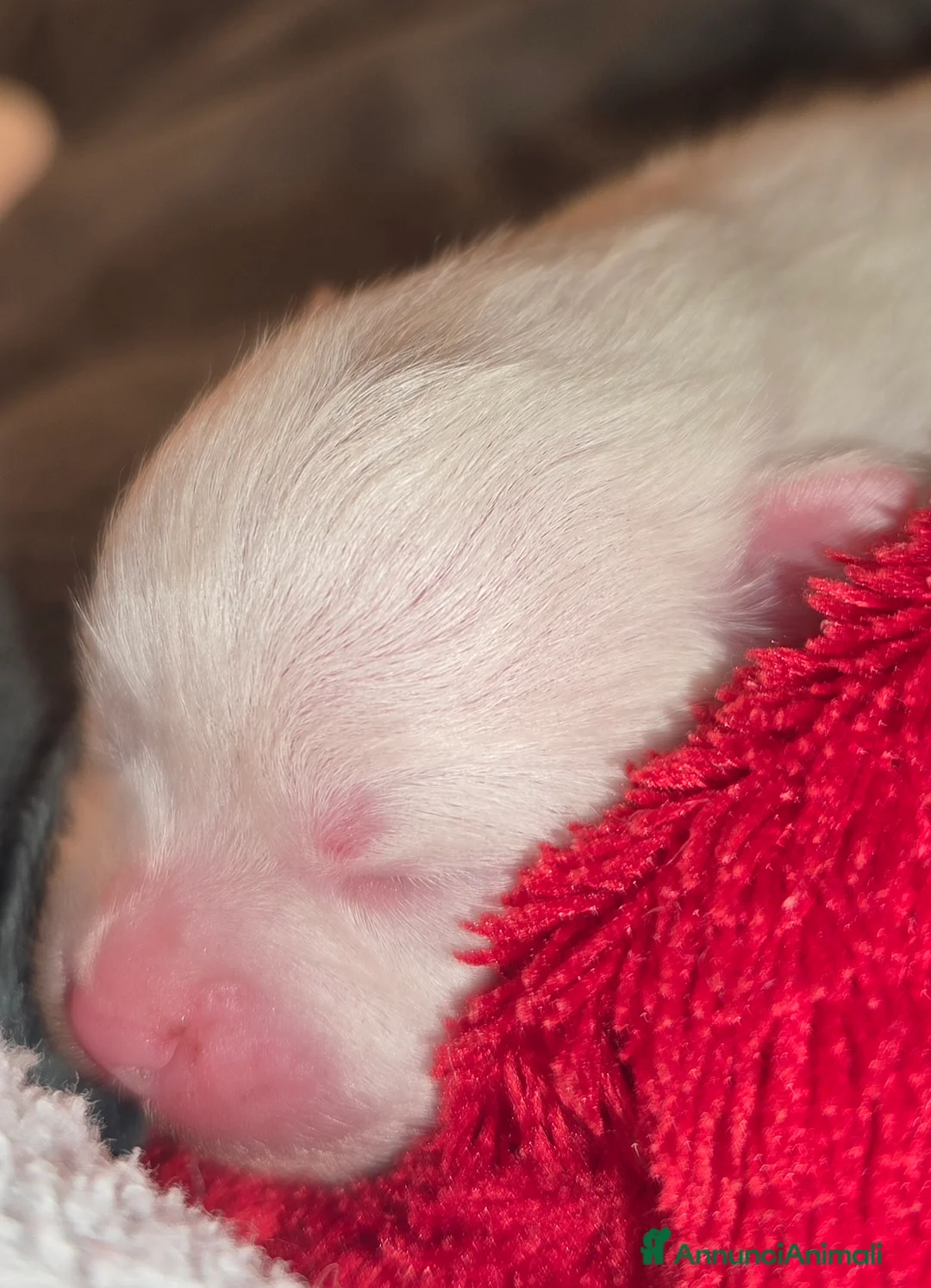 Volpino Pomerania cani in vendita: Volpini di pomerania massimo 3 kg - Annuncio 6