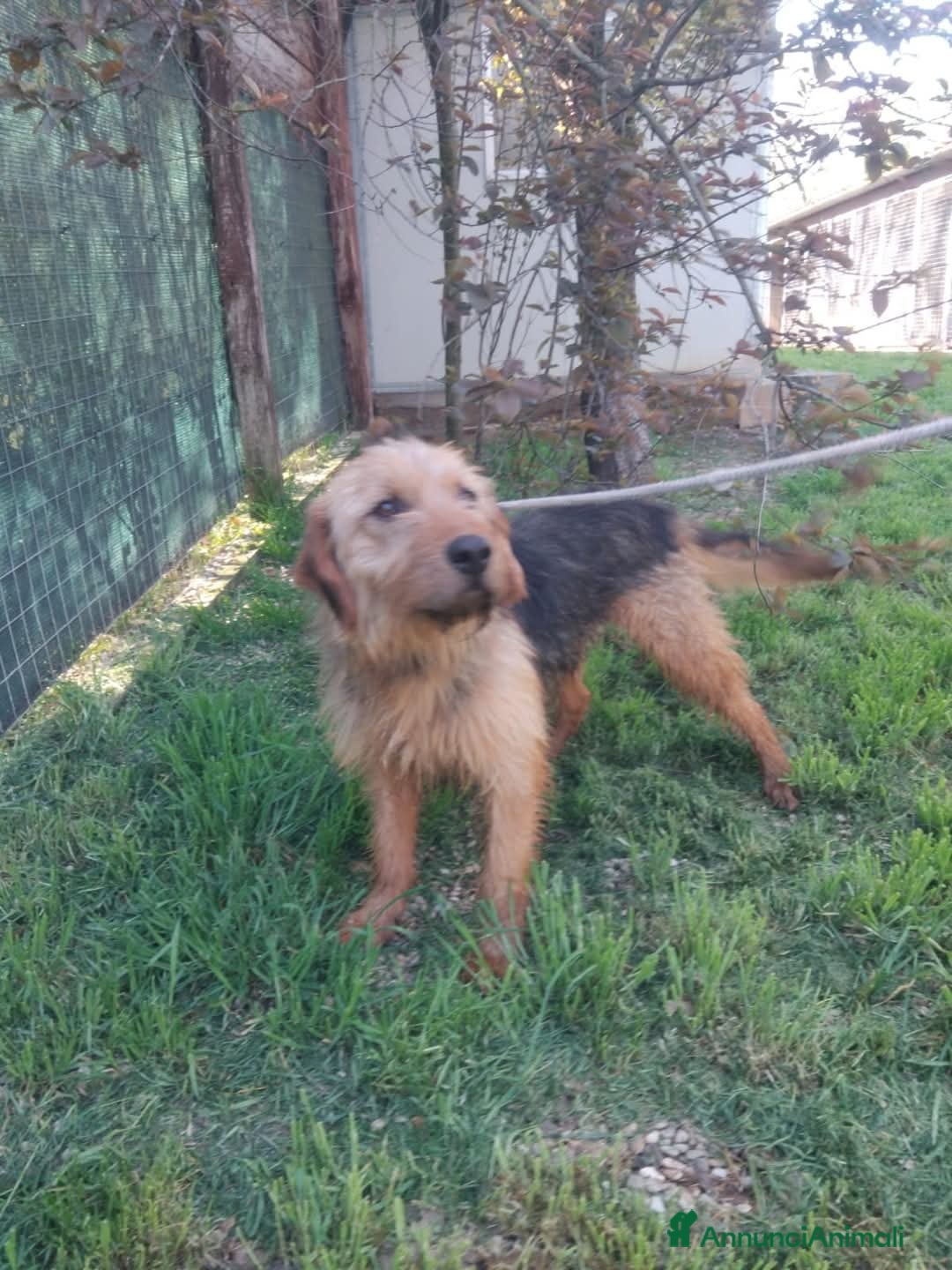 Meticcio cani Gennaro a Provincia di Viterbo - Annuncio 2