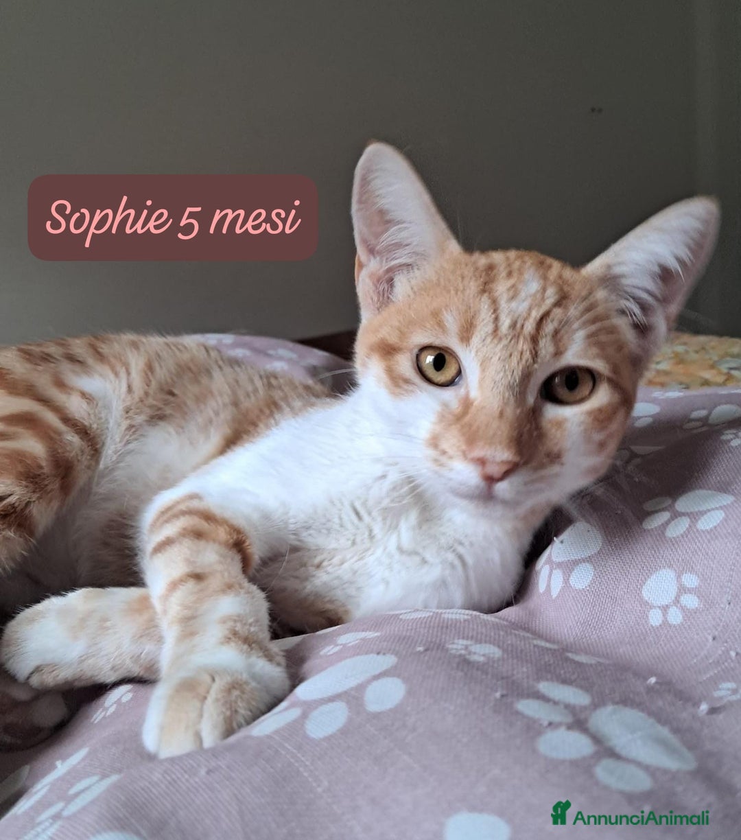 Europeo gatti in regalo: Gattini desiderosi di trovare famiglia  - Annuncio 2