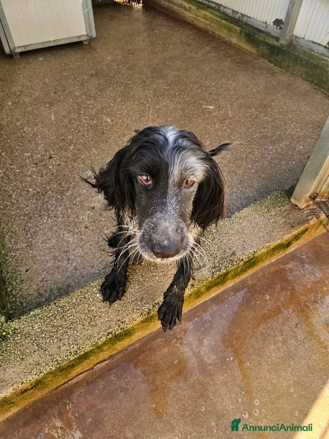 Setter Inglese cani in regalo: Raya: giovane setterina socievole affettuosa  - Annuncio 5