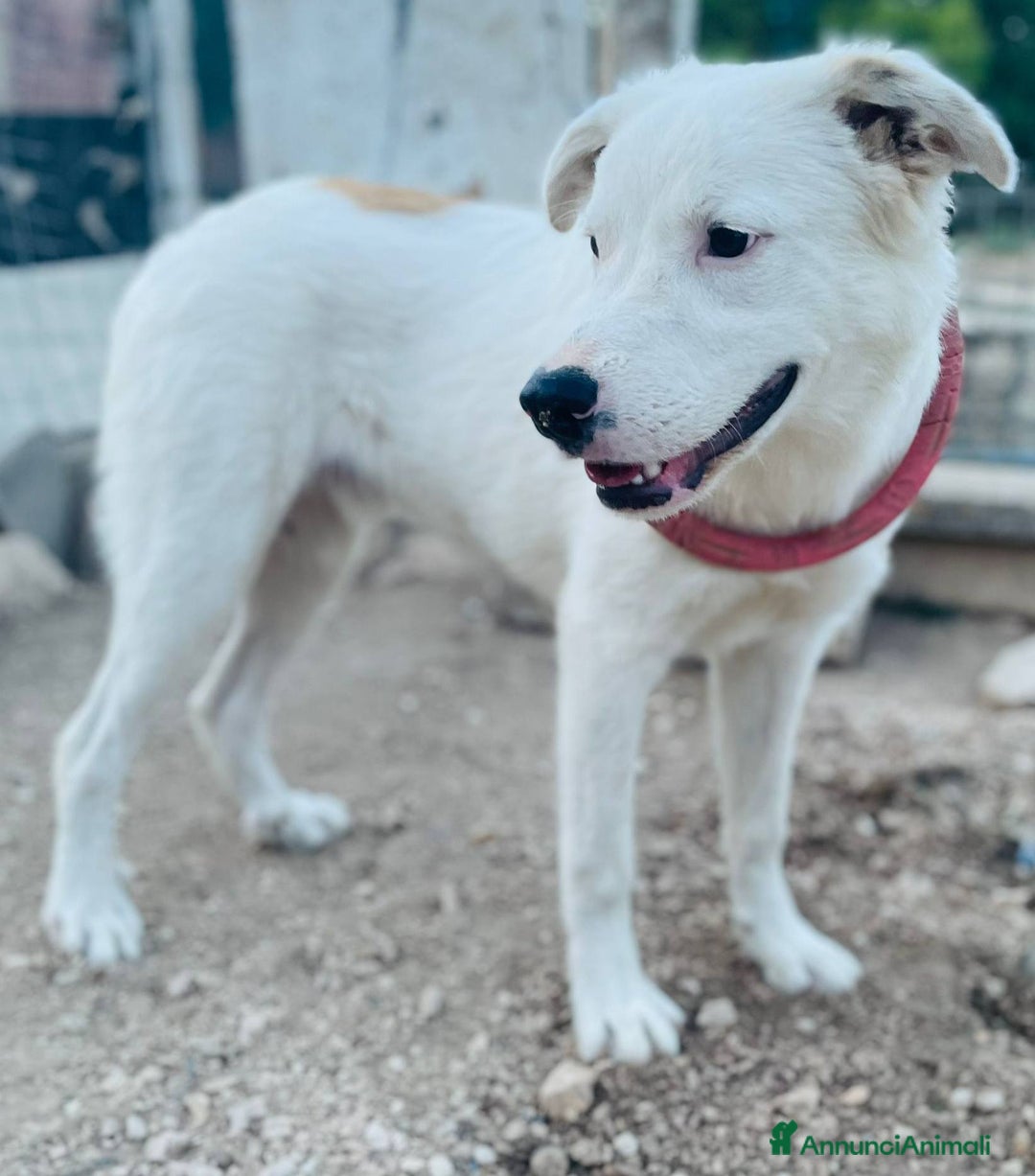 Meticcio cani in regalo: IL BELLISSIMO SNOOPY - Annuncio 5