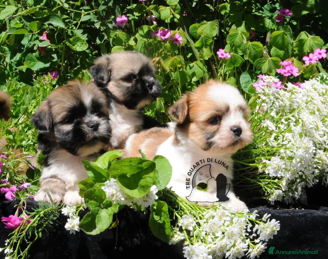 Maltipoo cani in vendita: Tre Quarti di Luna Barboncino Maltipoo Lhasa Apso - Annuncio 2