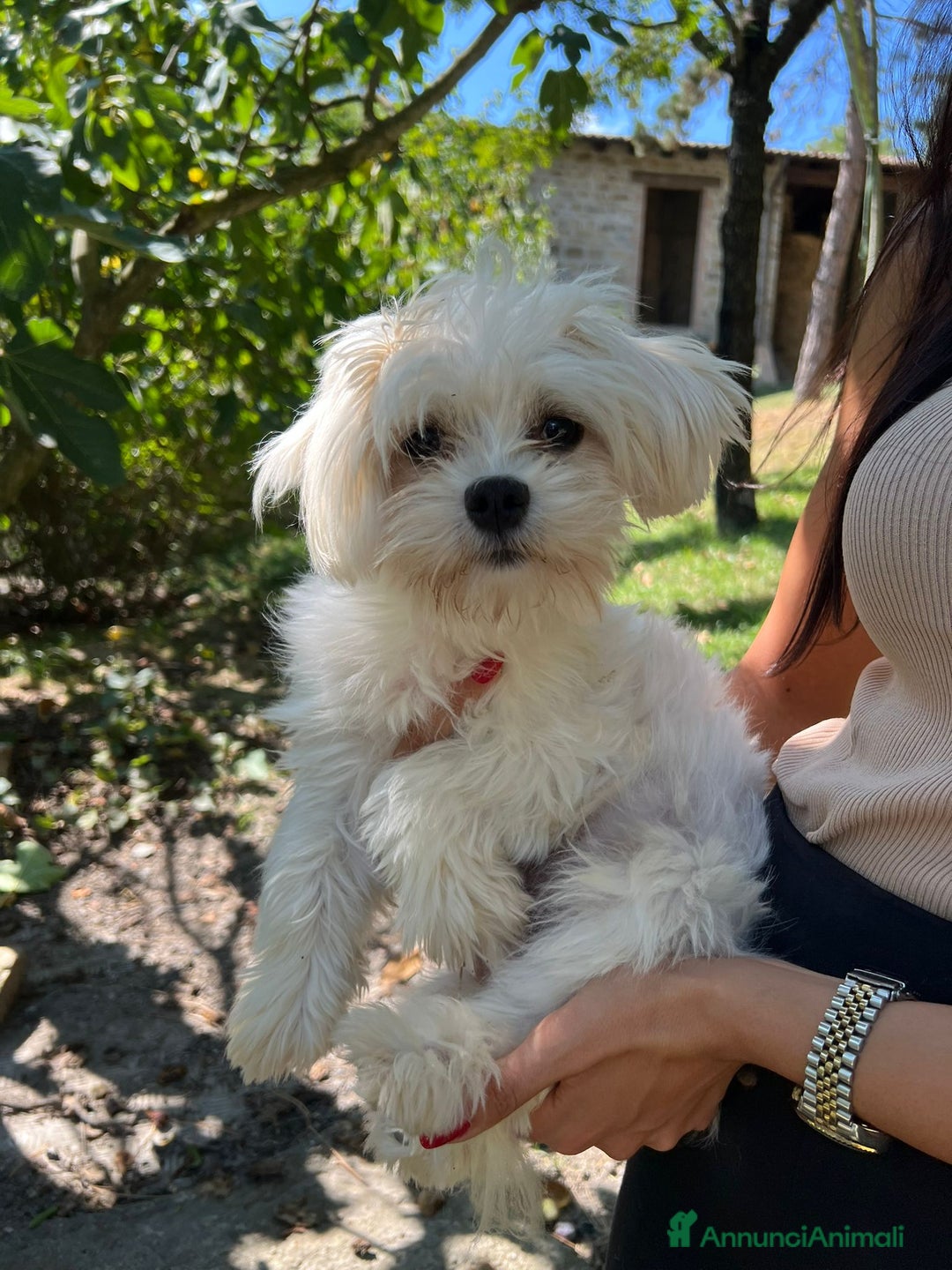 Meticcio cani in vendita: maltipoo - Annuncio 3