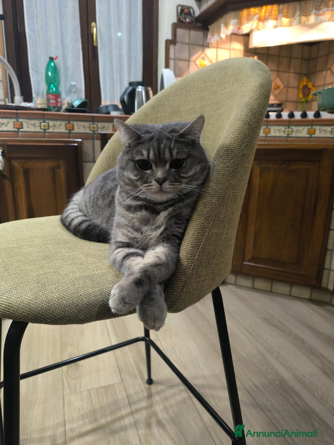 Scottish gatti in vendita: Gatti scottisch fold e straight  a Provincia di Taranto - Annuncio 2