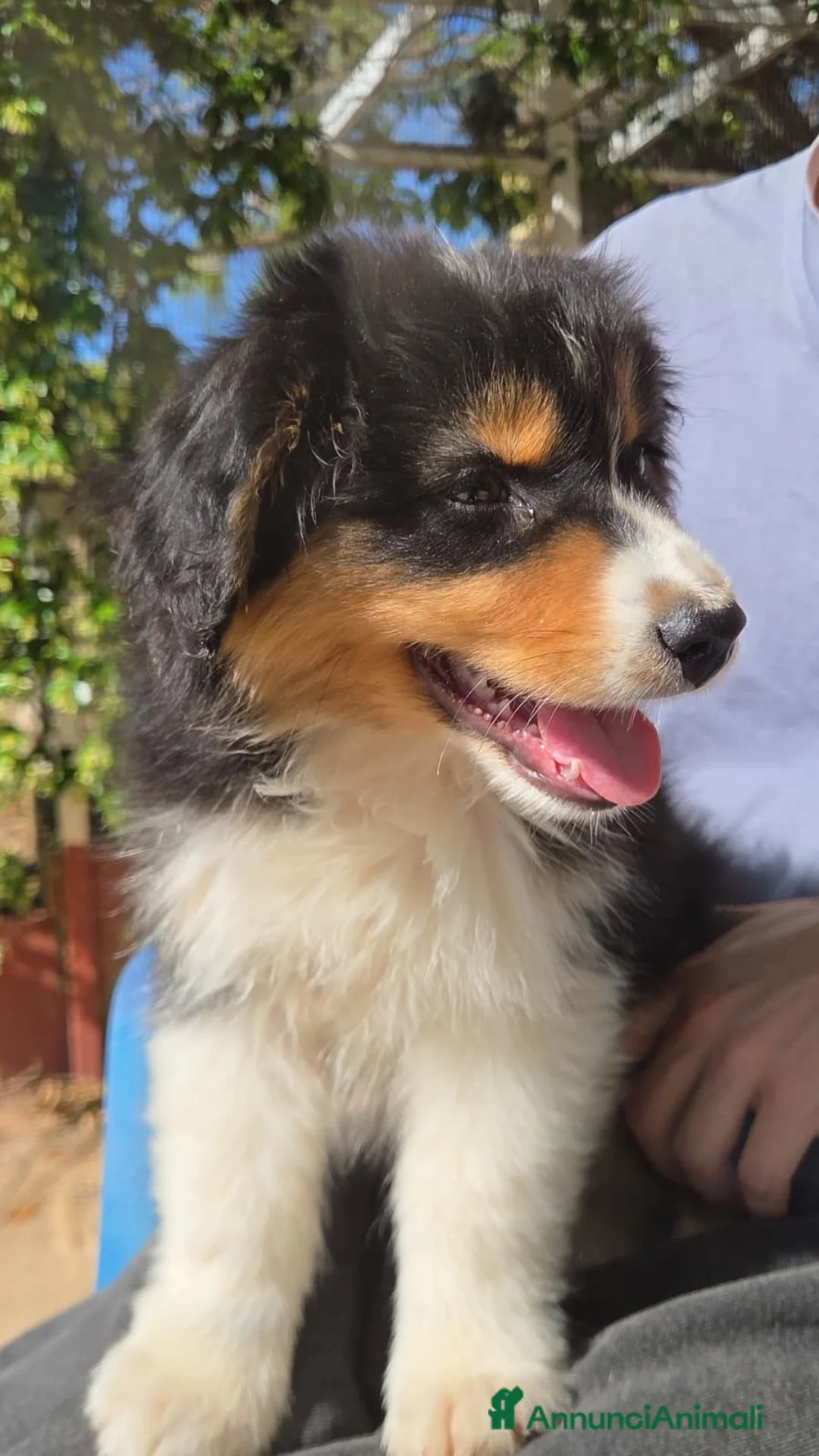 Australian Shepherd cani in vendita: cucciolo pastore australiano  - Annuncio 6