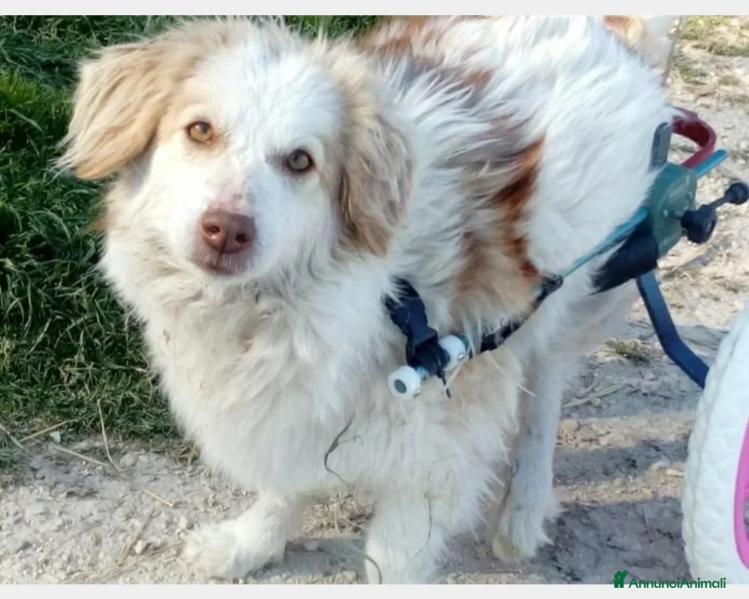 Meticcio cani in regalo: 3anni kg9 PARALIZZATA aspetta il sogno di 1casa  a Bologna - Annuncio 2