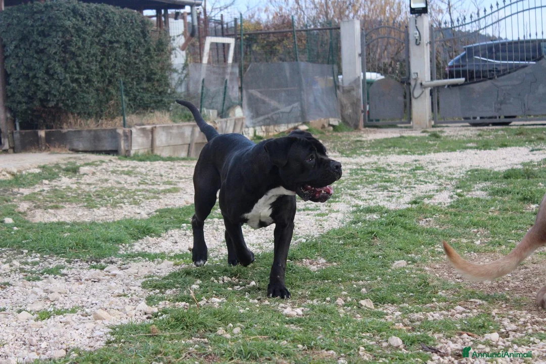 Cane Corso cani in vendita: Cucciola di Cane Corso selezionata - Annuncio 1