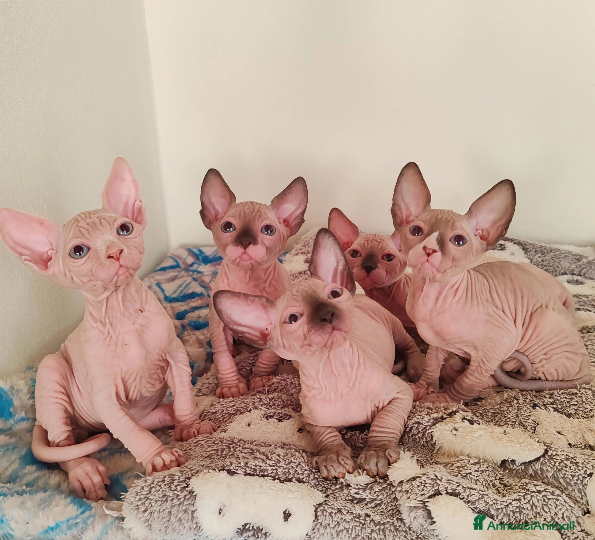 Sphynx gatti Cuccioli Canadian Sphynx  - Annuncio 27