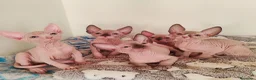 Sphynx gatti in vendita: Cuccioli Canadian Sphynx  - Annuncio 1