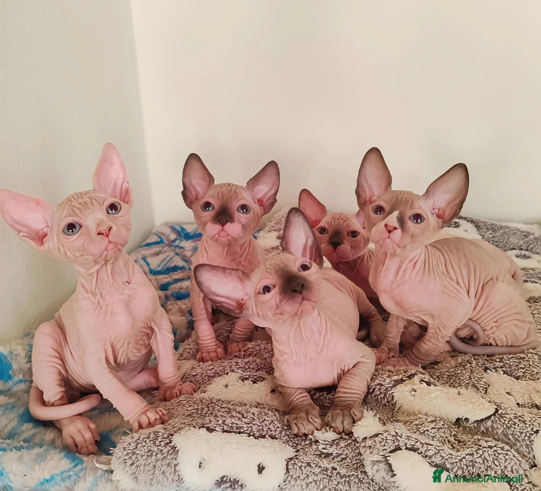 Sphynx gatti in vendita: Cuccioli Canadian Sphynx  - Annuncio 1