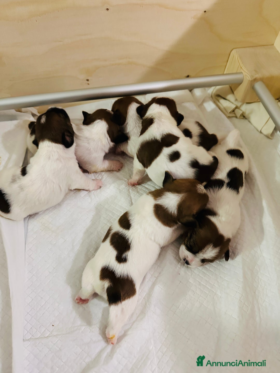 Jack Russell cani in vendita: Cucciolata Jack Russell Broken/Ruvidi - Annuncio 4