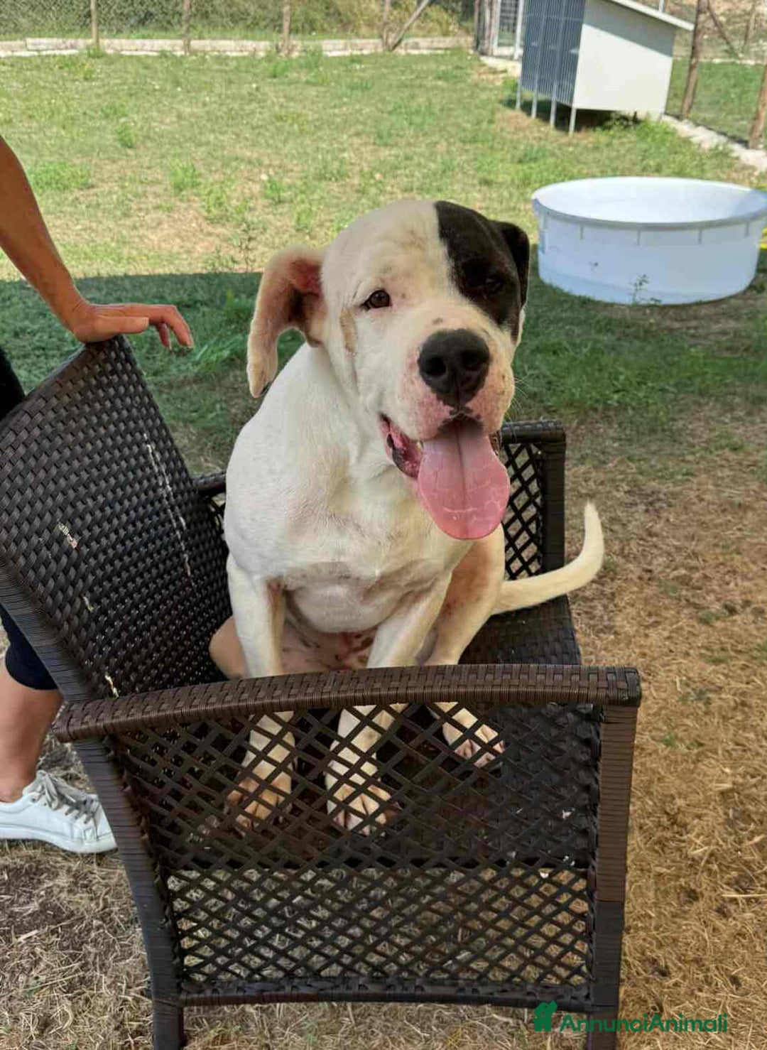 Dogo Argentino cani in regalo: VINCENT, fantastico molossone cerca famiglia - Annuncio 10