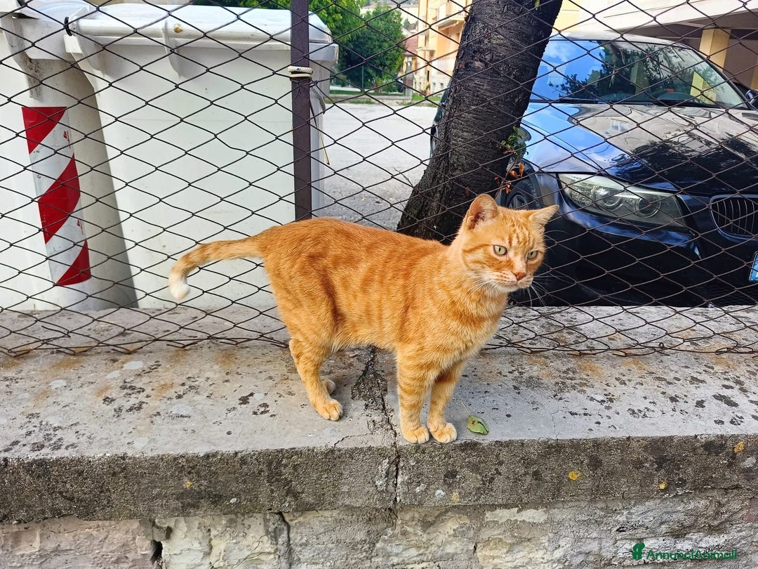 Altre razze gatti in regalo: CERCA UNA VERA FAMIGLIA 🏠 SASSOFERRATO (AN) - Annuncio 2