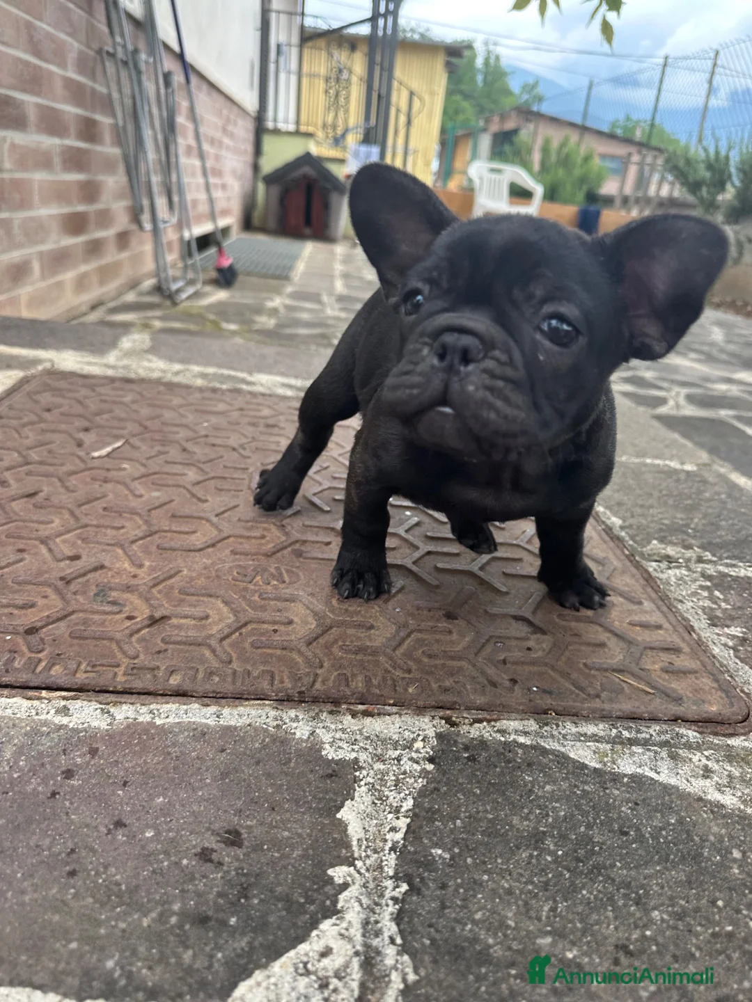 Bulldog Francese cani in vendita: bulldog francese  - Annuncio 2