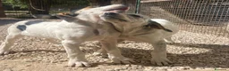 Meticcio cani in regalo: ADORABILE CUCCIOLOTTA - Annuncio 3