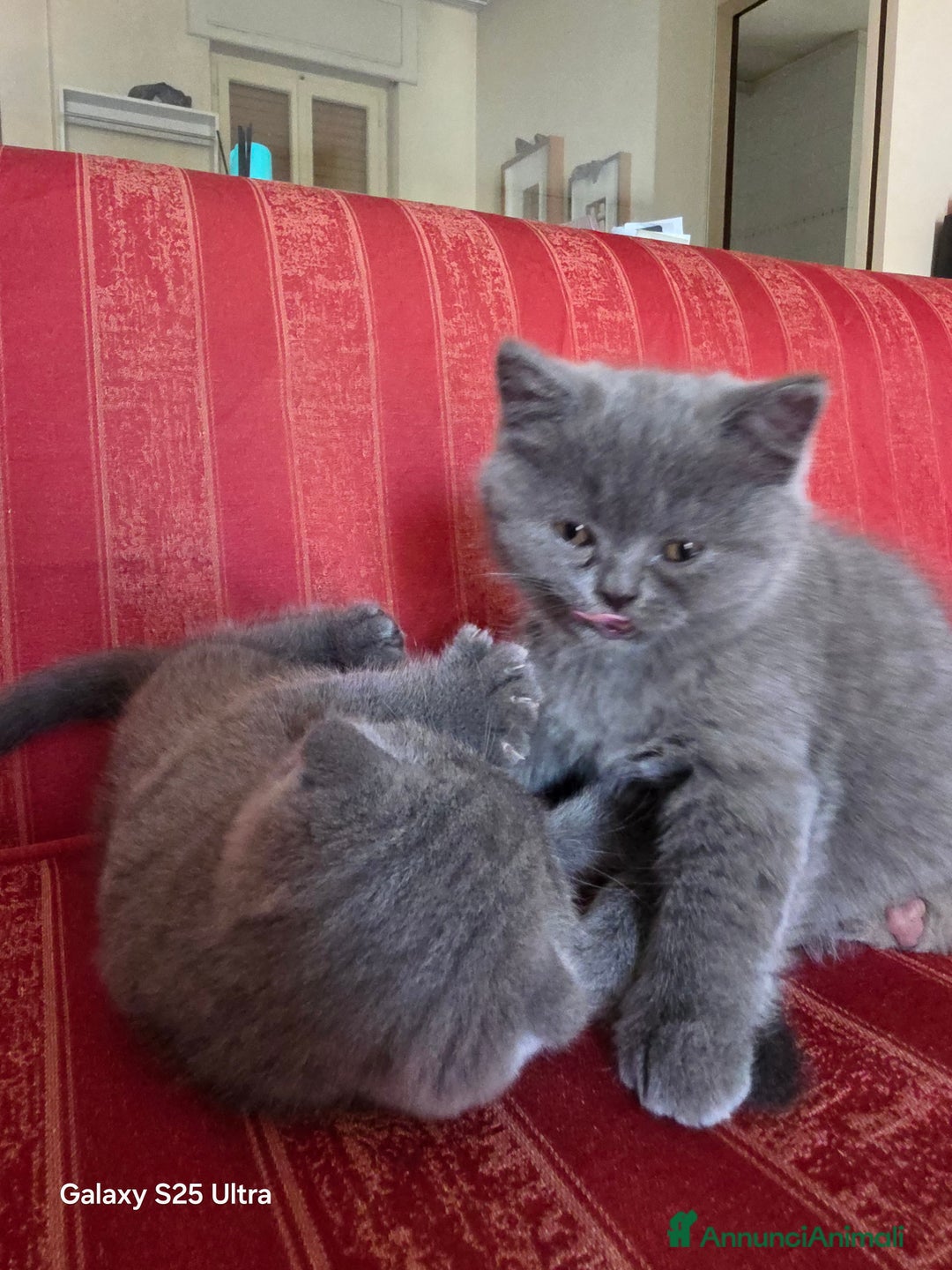 British gatti in vendita: British a Provincia di Biella - Immagine 5