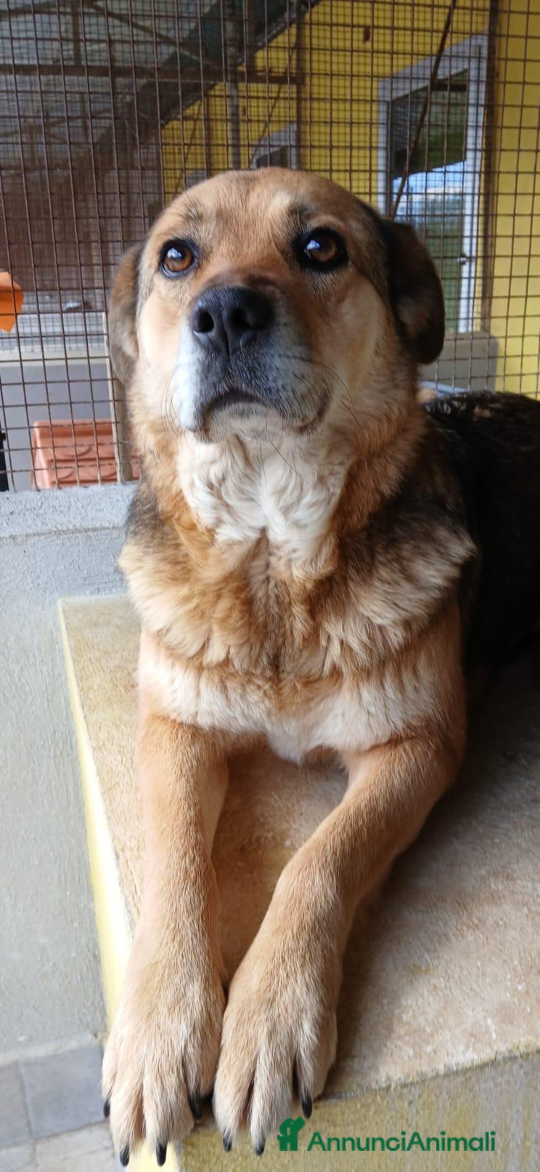 Meticcio cani in regalo: LUPILLA, adorabile lupetta, buona, amante dei gatt - Annuncio 3