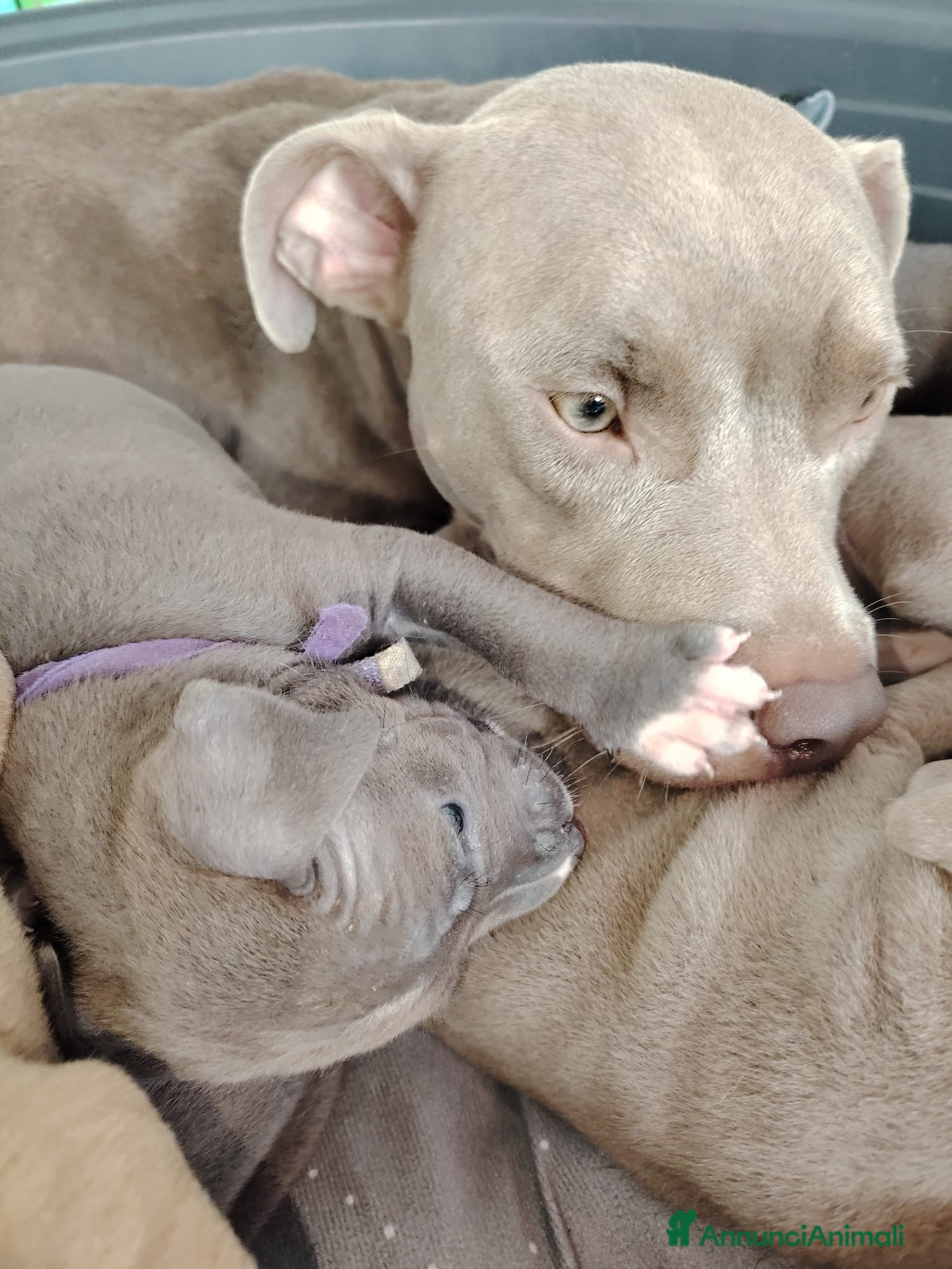 Pitbull cani Meravigliosi e ricercati cuccioli di Pitbull - Annuncio 1
