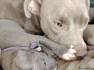 Pitbull cani Meravigliosi e ricercati cuccioli di Pitbull - Annuncio 18