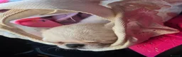 Chihuahua cani in vendita: Chihuahua  - Annuncio 2