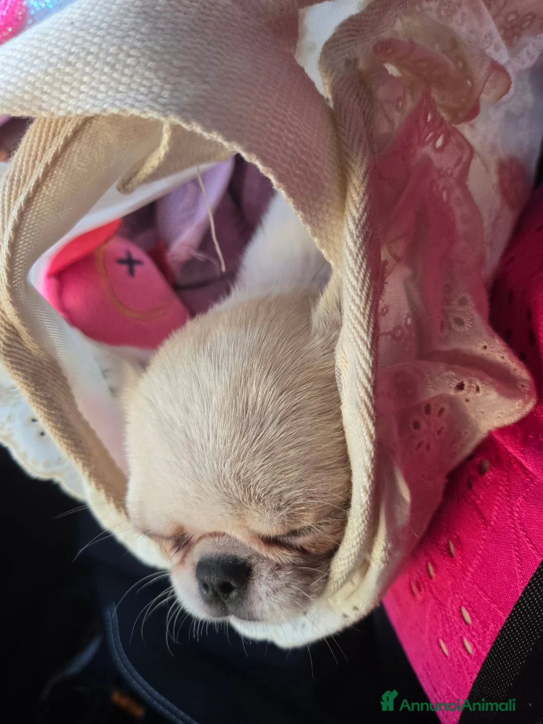 Chihuahua cani in vendita: Chihuahua  - Annuncio 2