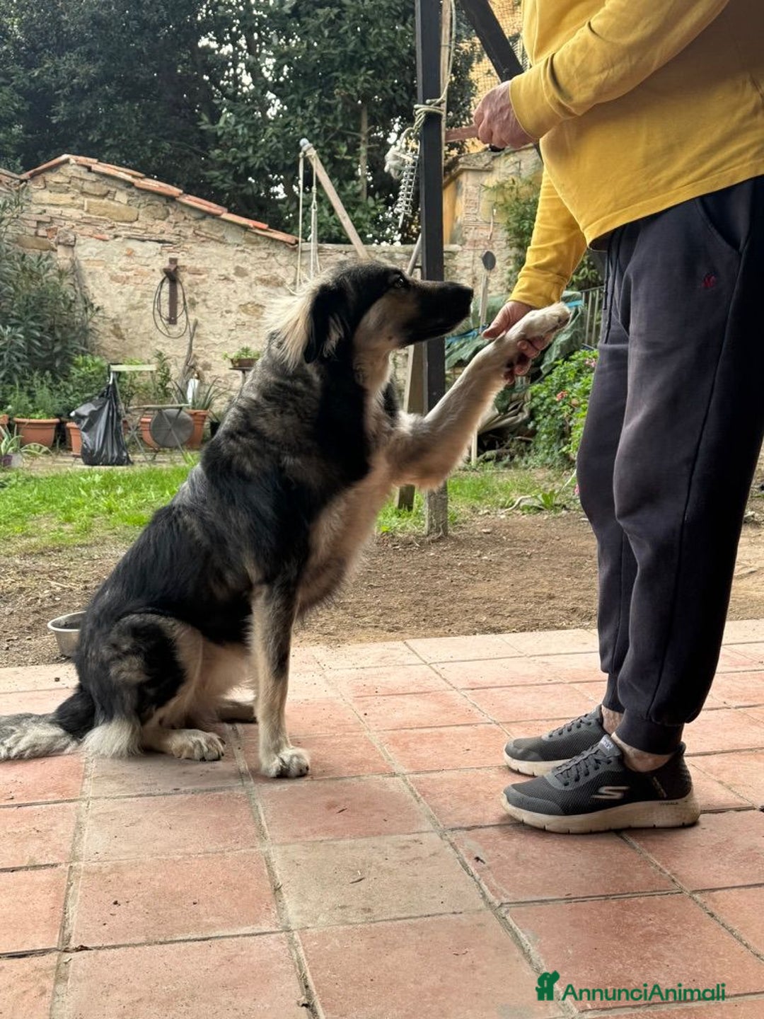 Meticcio cani in regalo: Cora: giovane pastora taglia grande  - Annuncio 4