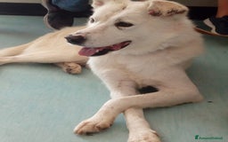 Meticcio cani in regalo: LUCKY a Provincia di Avellino - Immagine 6