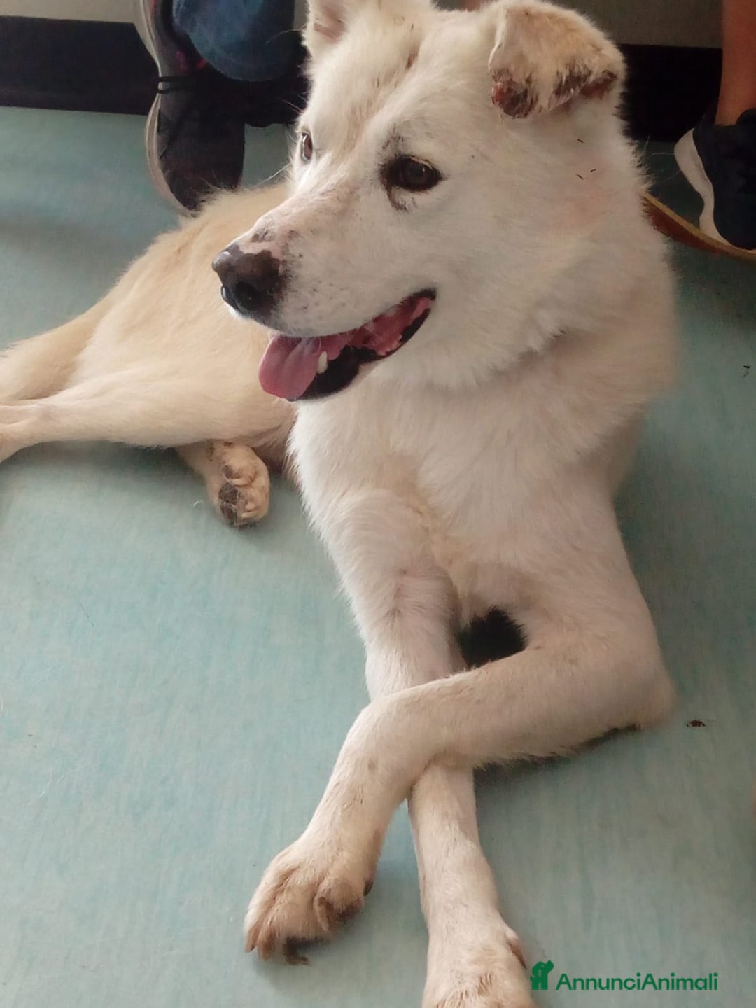 Meticcio cani in regalo: LUCKY a Provincia di Avellino - Annuncio 6