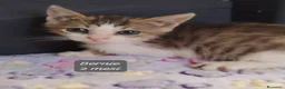Europeo gatti in regalo: Tanti gattini desiderosi di trovare casa  a Provincia di Prato - Annuncio 4