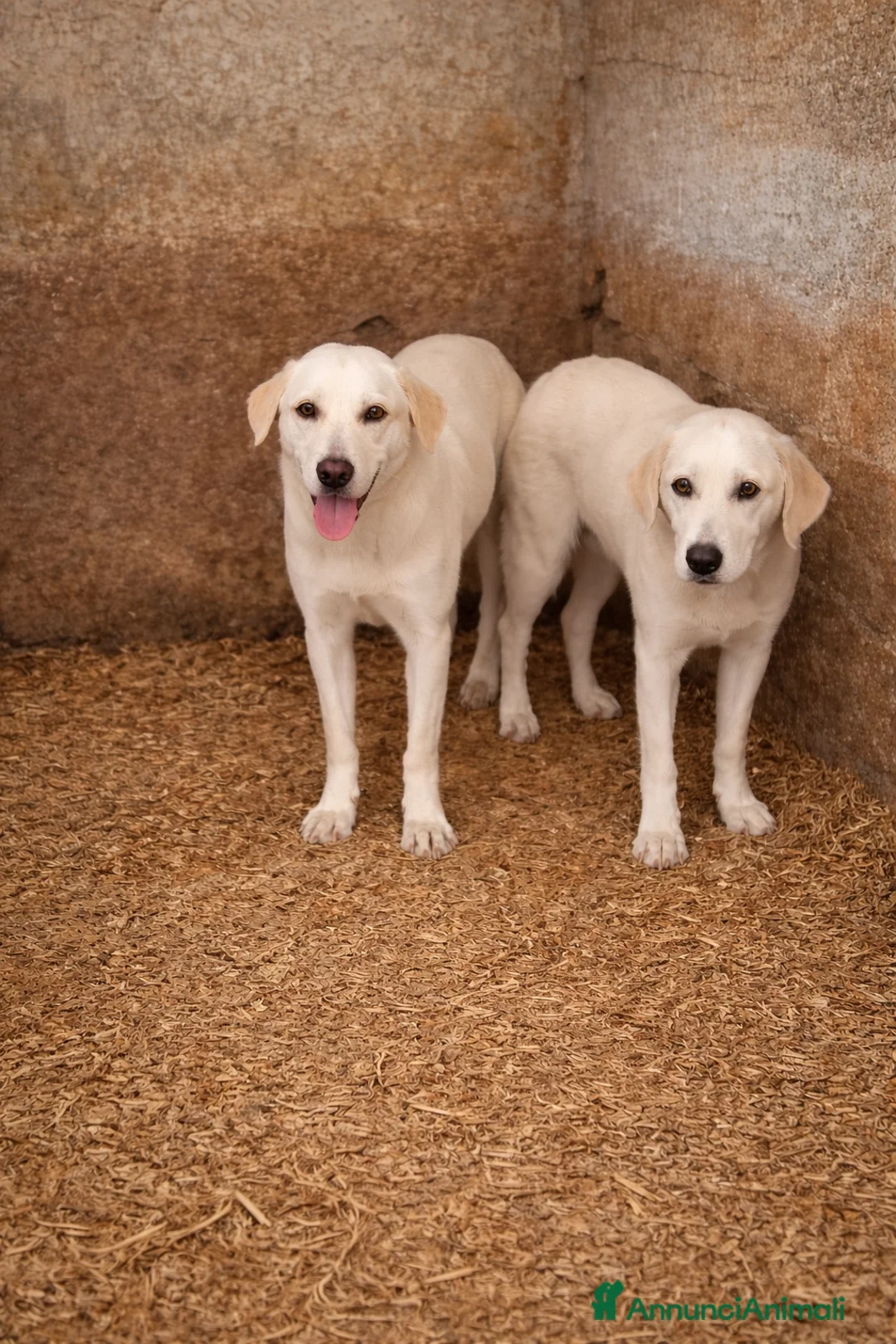 Meticcio cani in regalo: Cucciolo simil labrador  - Annuncio 4