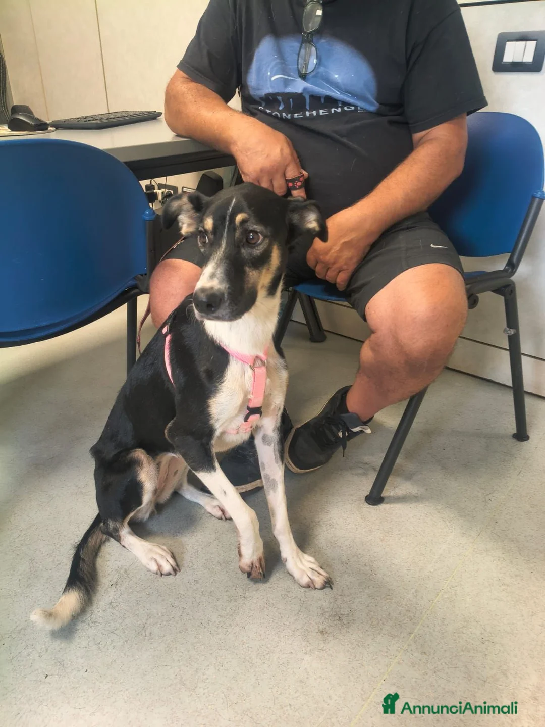 Meticcio cani in regalo: A Bologna, 2 anni, 16 chili circa  - Annuncio 1