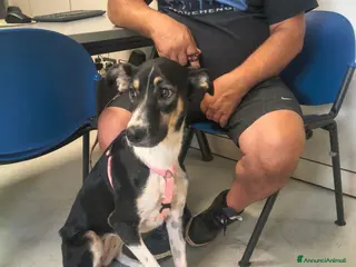 Meticcio cani A Bologna, 2 anni, 20 chili circa - Annuncio 1